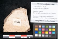 Foto (Objekt + Etikett) von Araucaria sternbergii Goeppert (NHMW-GEO-2024-0188-8308)